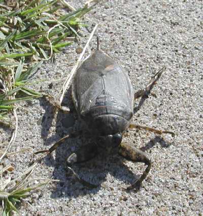 Water Bug "Giant" - Nature Page - Beeville.Net